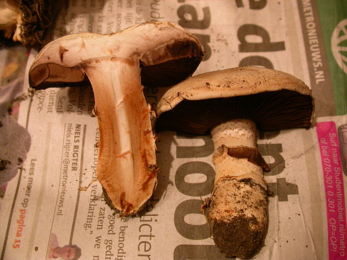 agaricus sp