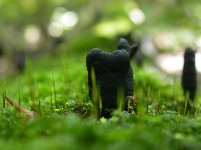 earth tongue