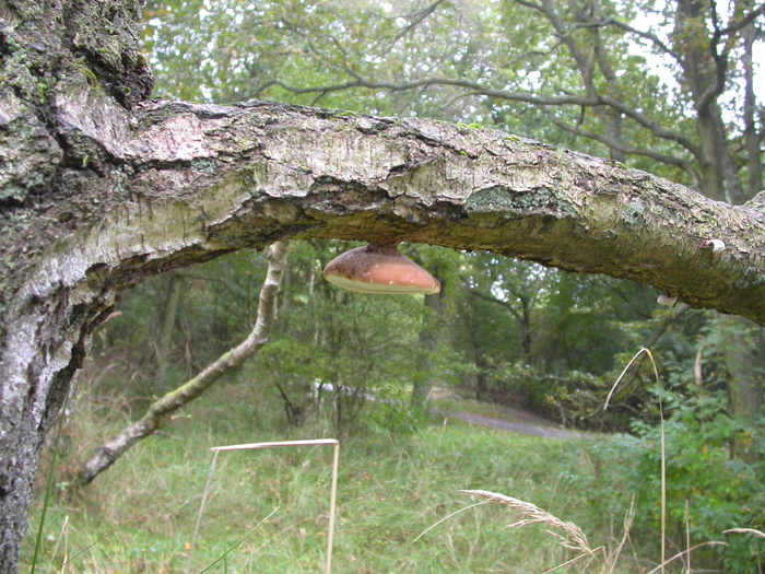 polypore