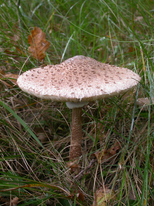 macrolepiota procera