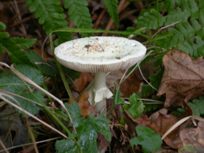 amanita sp.