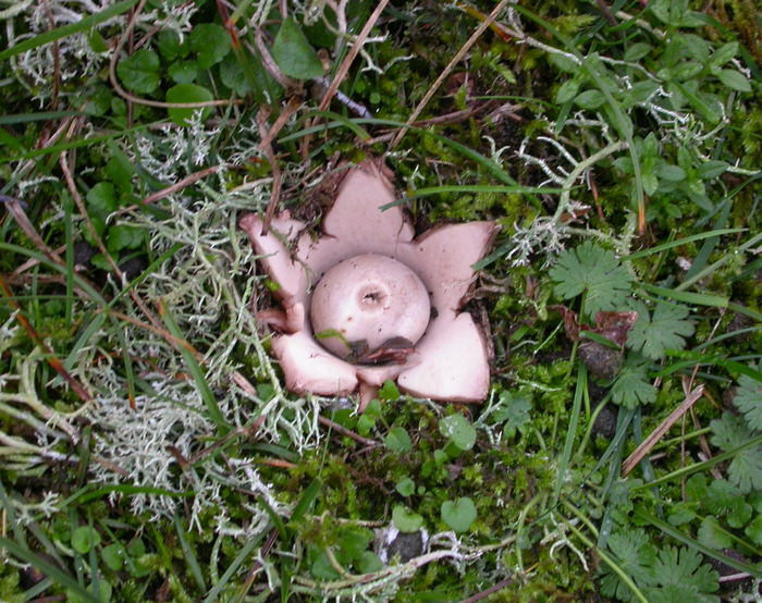 earth star