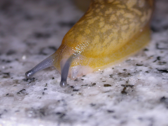 european slug