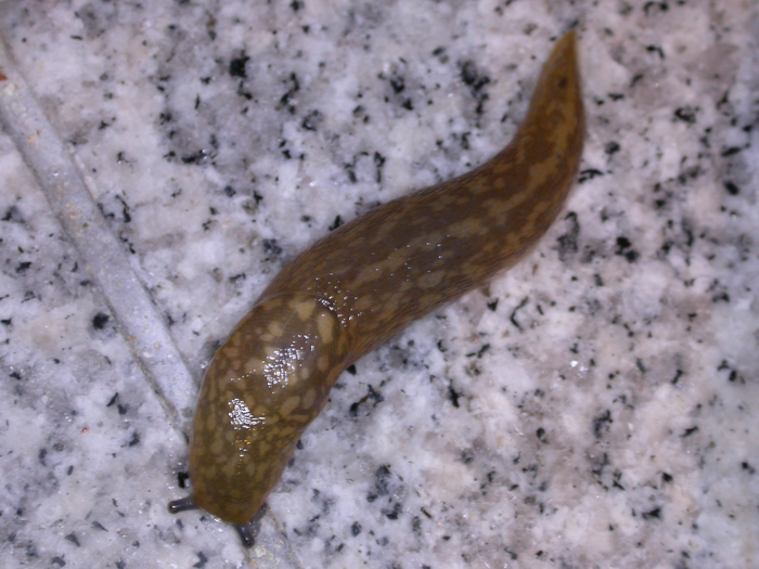 european slug