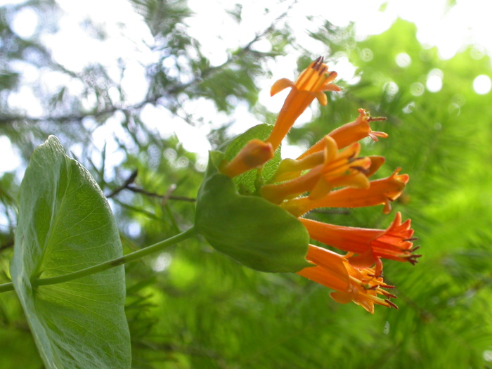 western trumpet honeysuckle