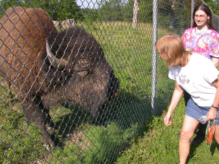 bison and carrot