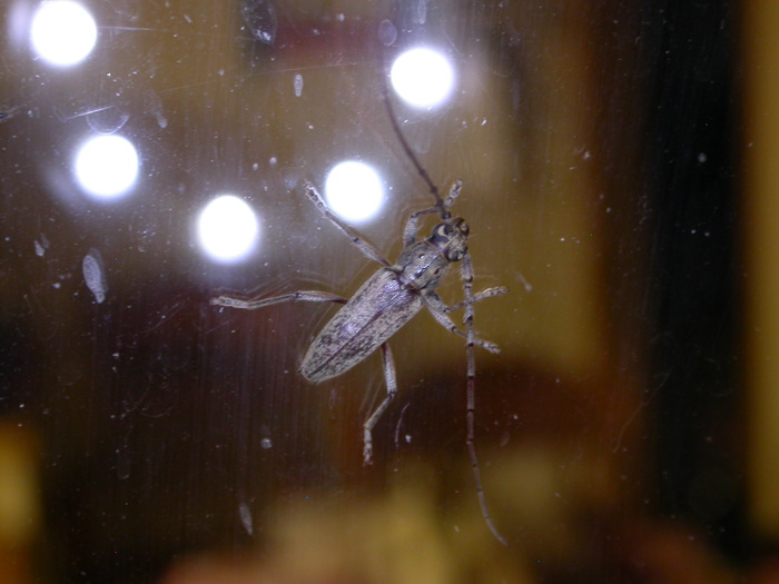 longhorn beetle