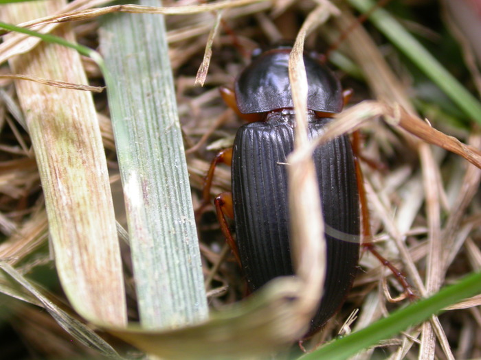 ground beetle