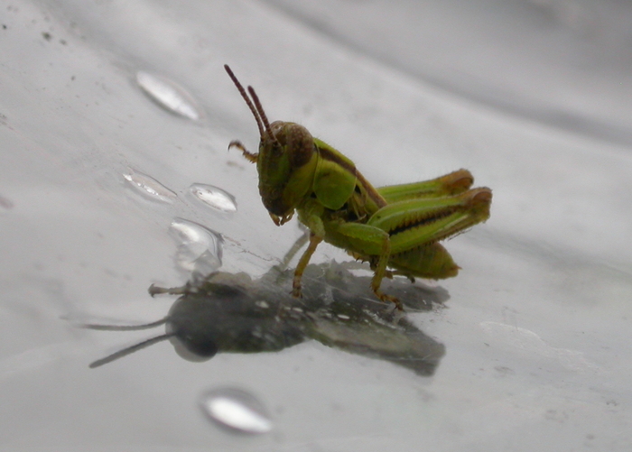 baby grasshopper