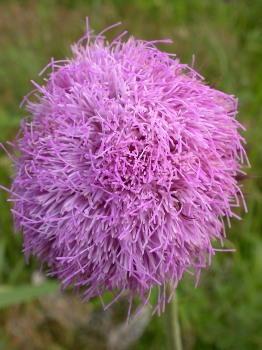 thistle with bug