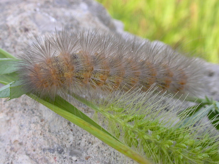 wooly caterpillar