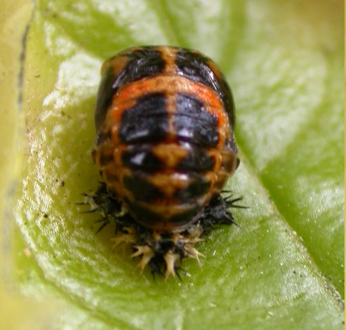 lady pupa