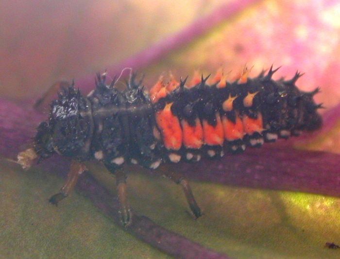 lady eating aphid