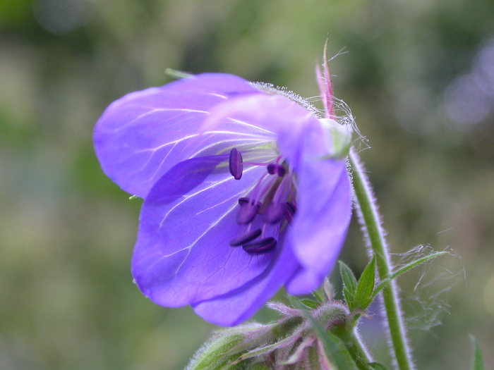 bluebells