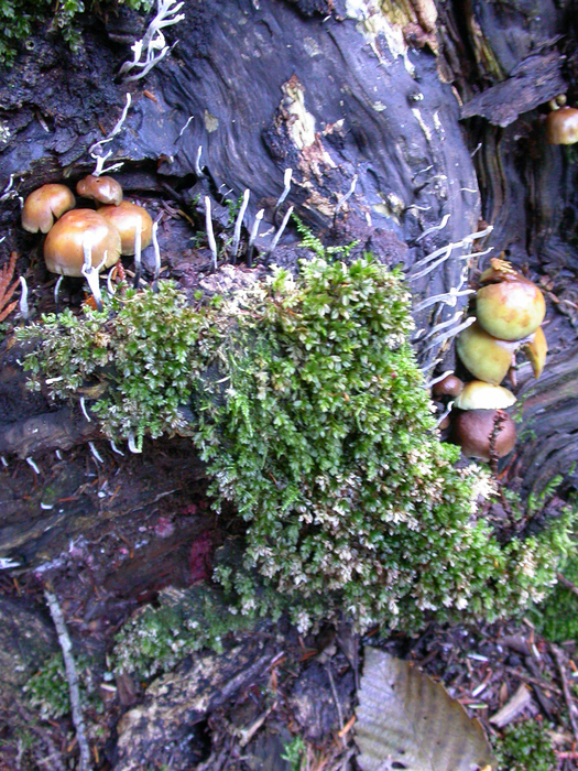 mushroom photo