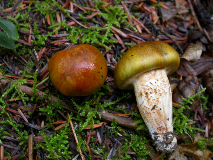 mushroom photo