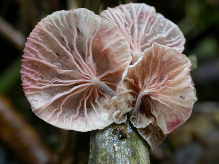 mushroom photo