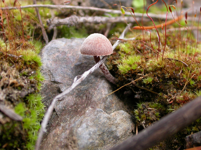 mushroom photo