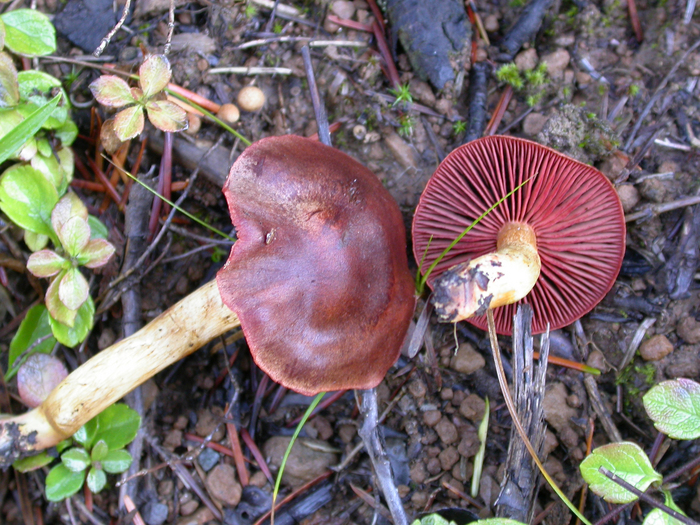 mushroom photo