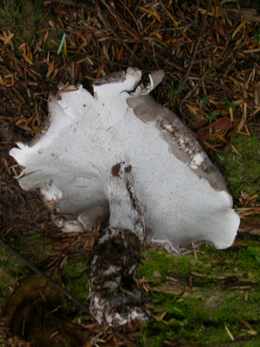 mushroom photo