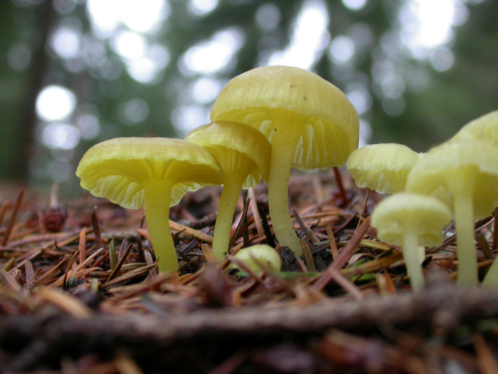 mushroom photo