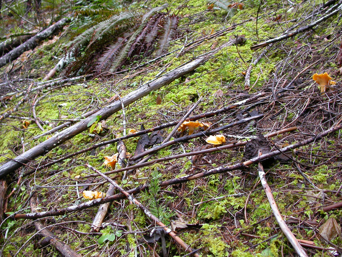 mushroom photo