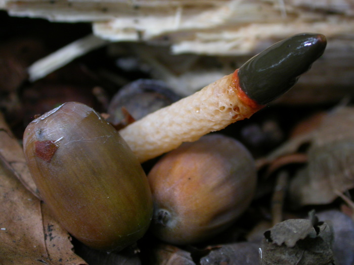 phalloides sp