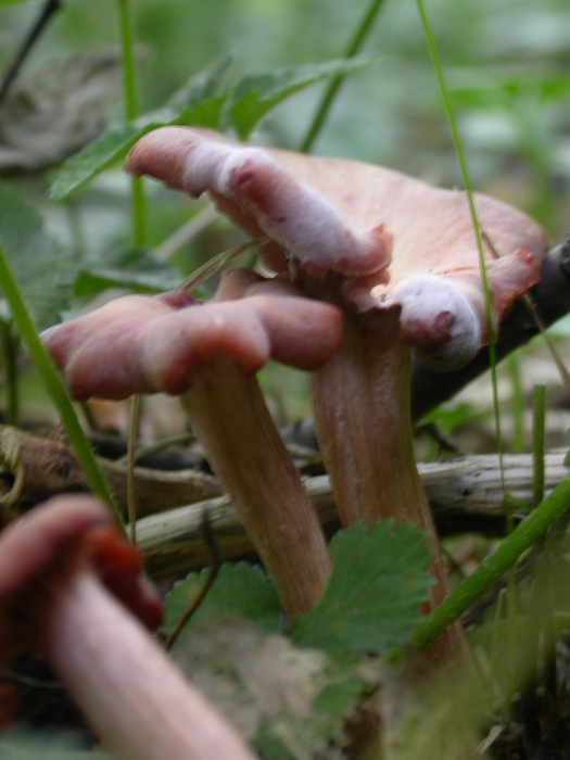 pink canthrellus