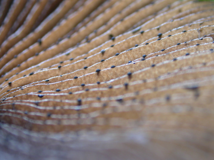 gills black spores