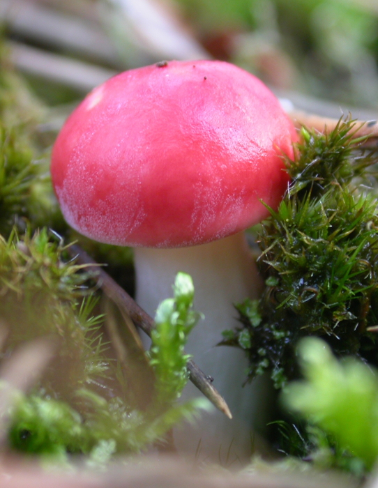 Russula