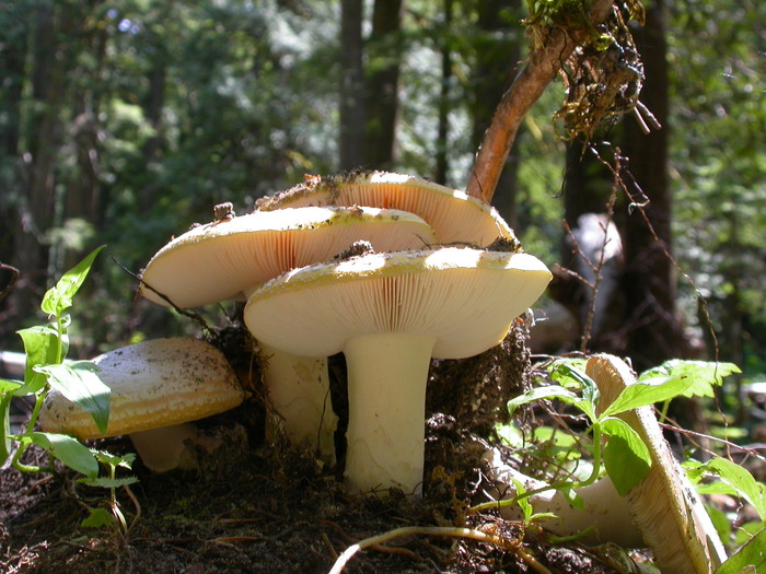 amanita